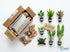 Live Aquarium Plants Bundle 10 Pack - Aquarium Setup Example