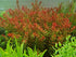 Rotala Indica - Live Aquarium Plant from Canton Aquatics