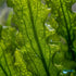 5 Aponogeton Longiplumulosus plants - Bundle pack
