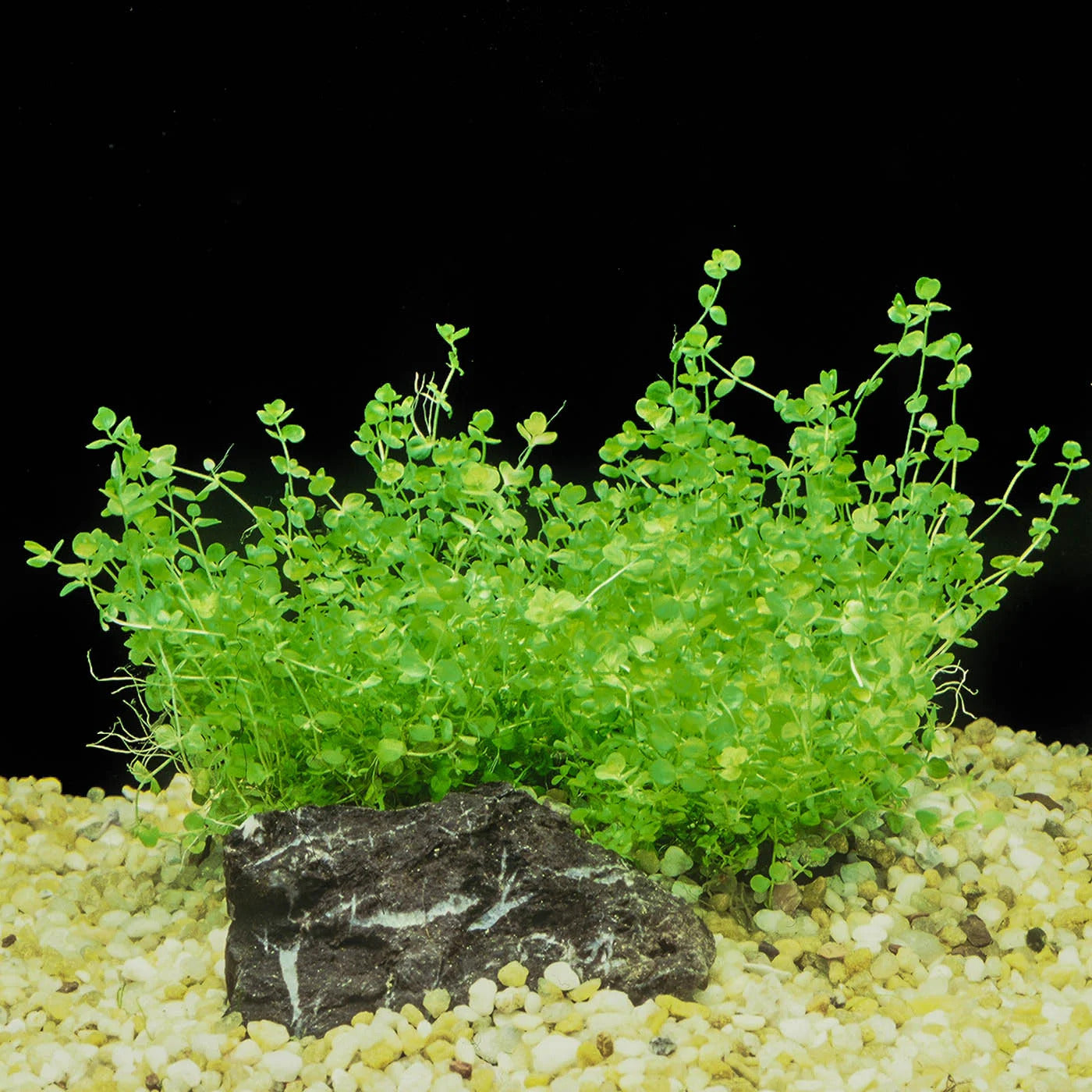 Dwarf Baby Tears (Micranthemum umbrosum) submerged in planted aquarium