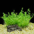 Dwarf Baby Tears Micranthemum Umbrosom submerged in planted aquarium