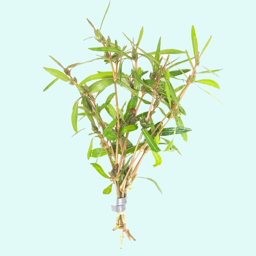 Hygrophila Corymbosa Var. N bundle