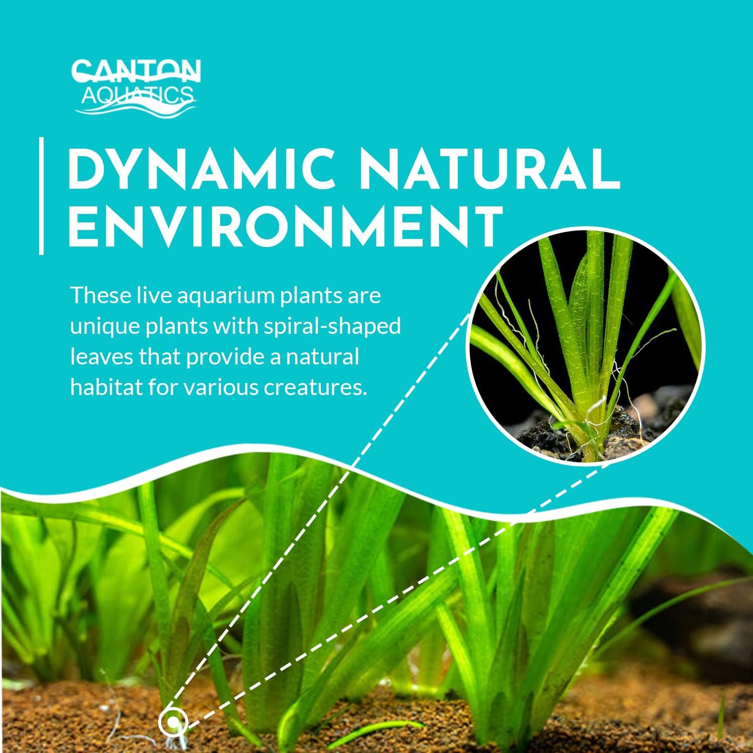 6 Valisnaria (Vals) Spiralis Italian