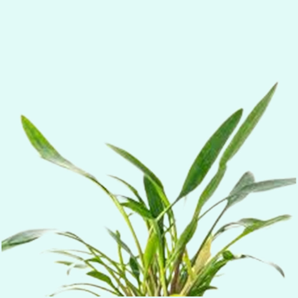 Cryptocoryne Crypt Lucens aquascaping plant