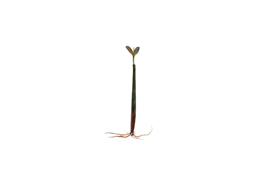 Mangrove Red (Rhizophora mangle)