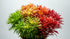 Bright Color Aquarium Plant Bundle size and color reference