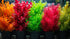 Aquarium Plant Bundle: Ludwigia, Bacopa & Cabomba (18 Stems)