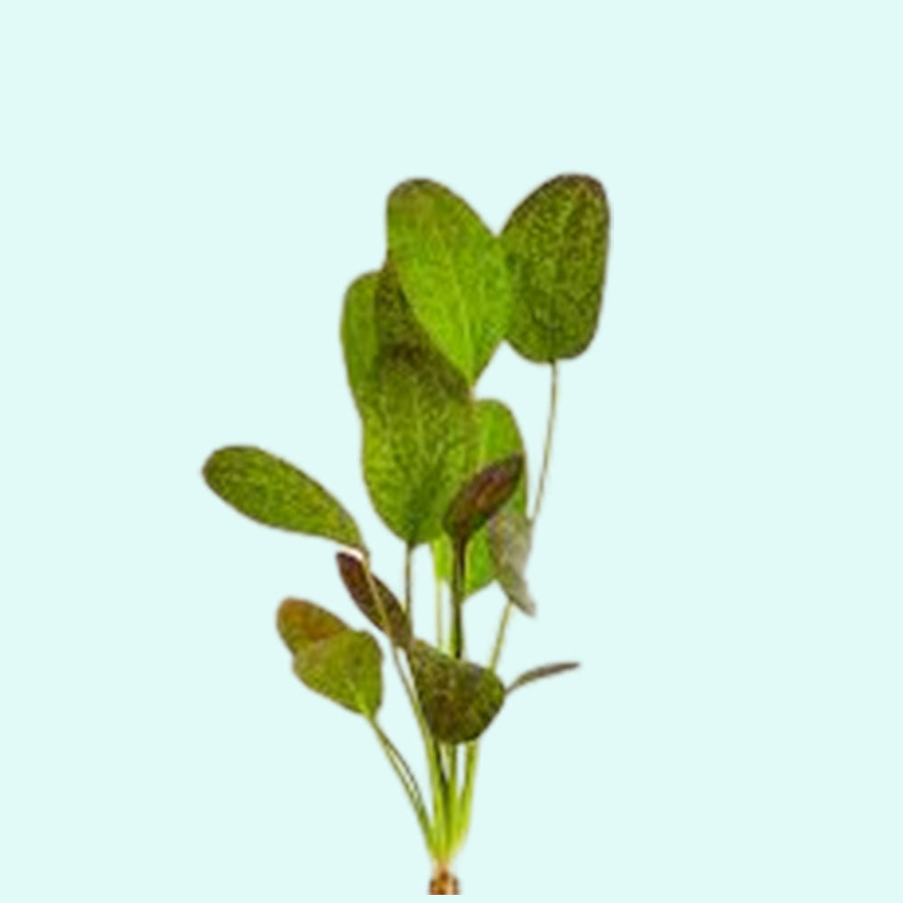 Amazon Sword Echinodorus Red Flame