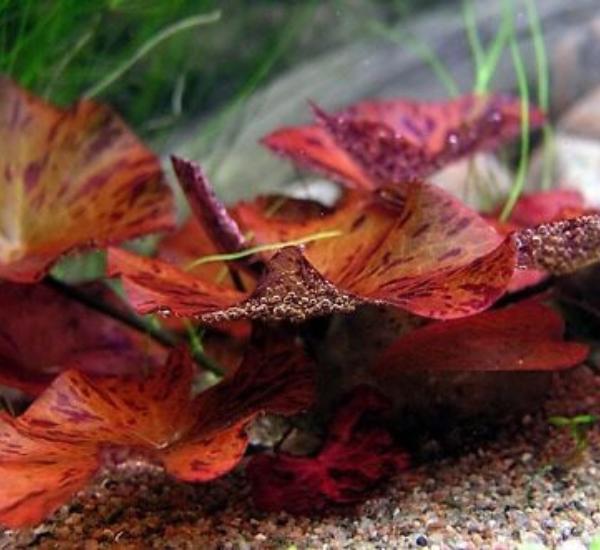 Bright Color Aquarium Plant Bundle – 6 Stunning Live Plants product photo