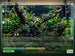 Bucephalandra Kedagang 52 - Image 10