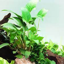 Anubias Barteri (Gracilis) aquatic plant for planted tank