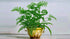Ludwigia Repens Super Red Mini – Live Freshwater Aquarium Plant