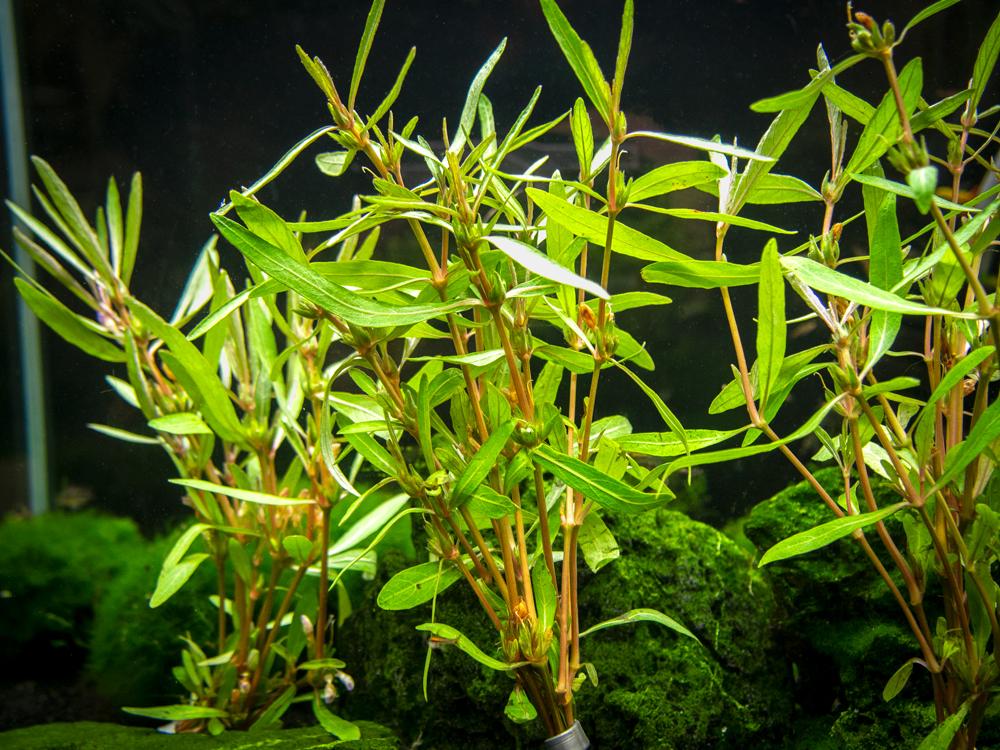 Hygrophila Corymbosa Var. N close-up detail