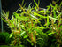 Hygrophila Corymbosa Var. N close-up detail