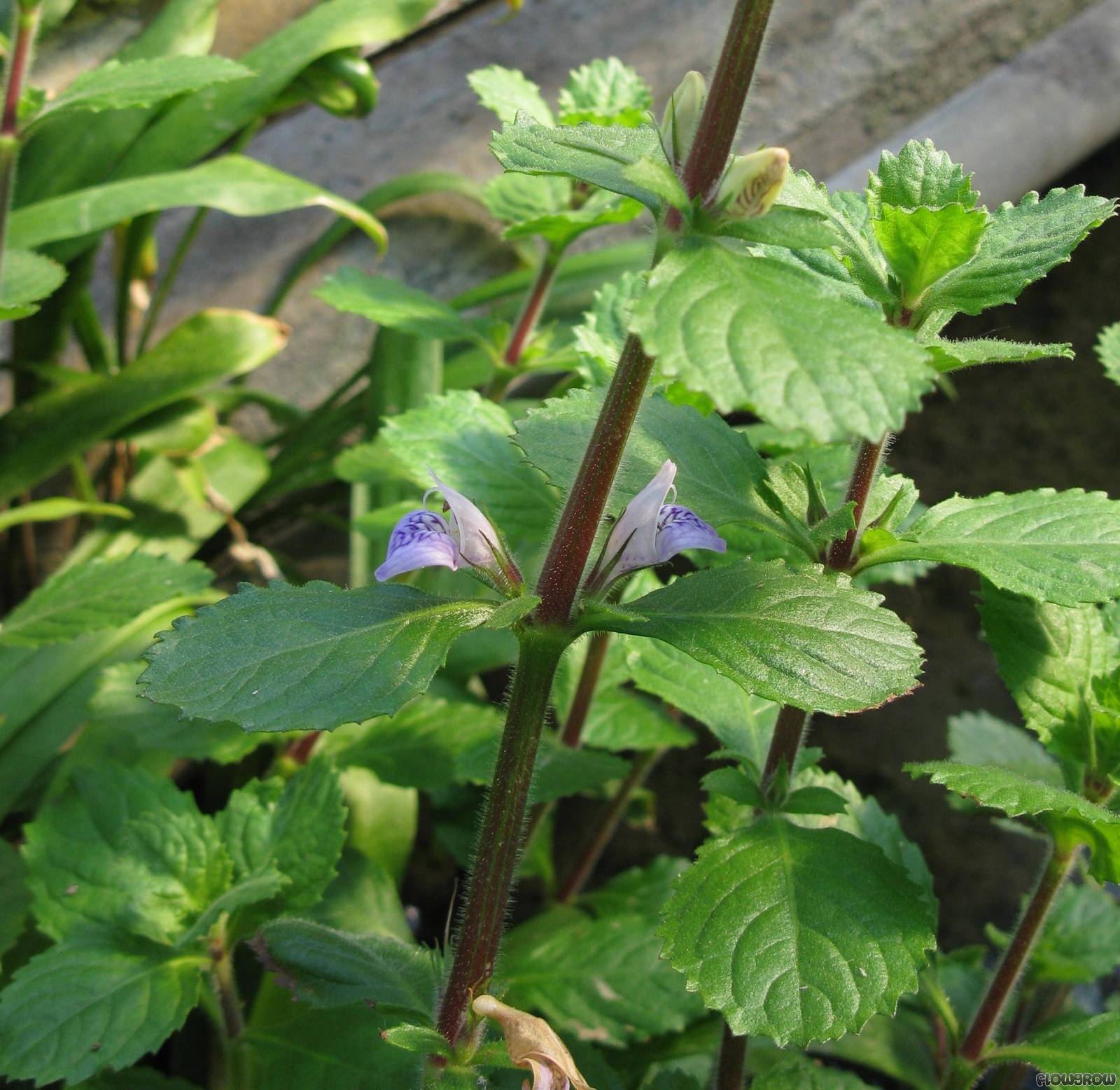 Water Wisteria Hygrophila Difformis