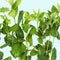 Water Wisteria Hygrophila Difformis