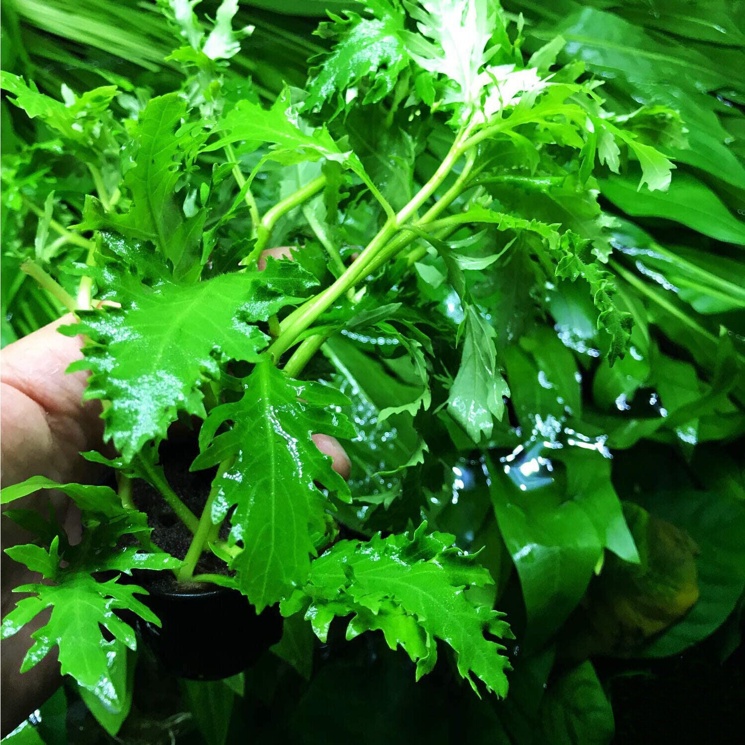 Water Wisteria Hygrophila Difformis