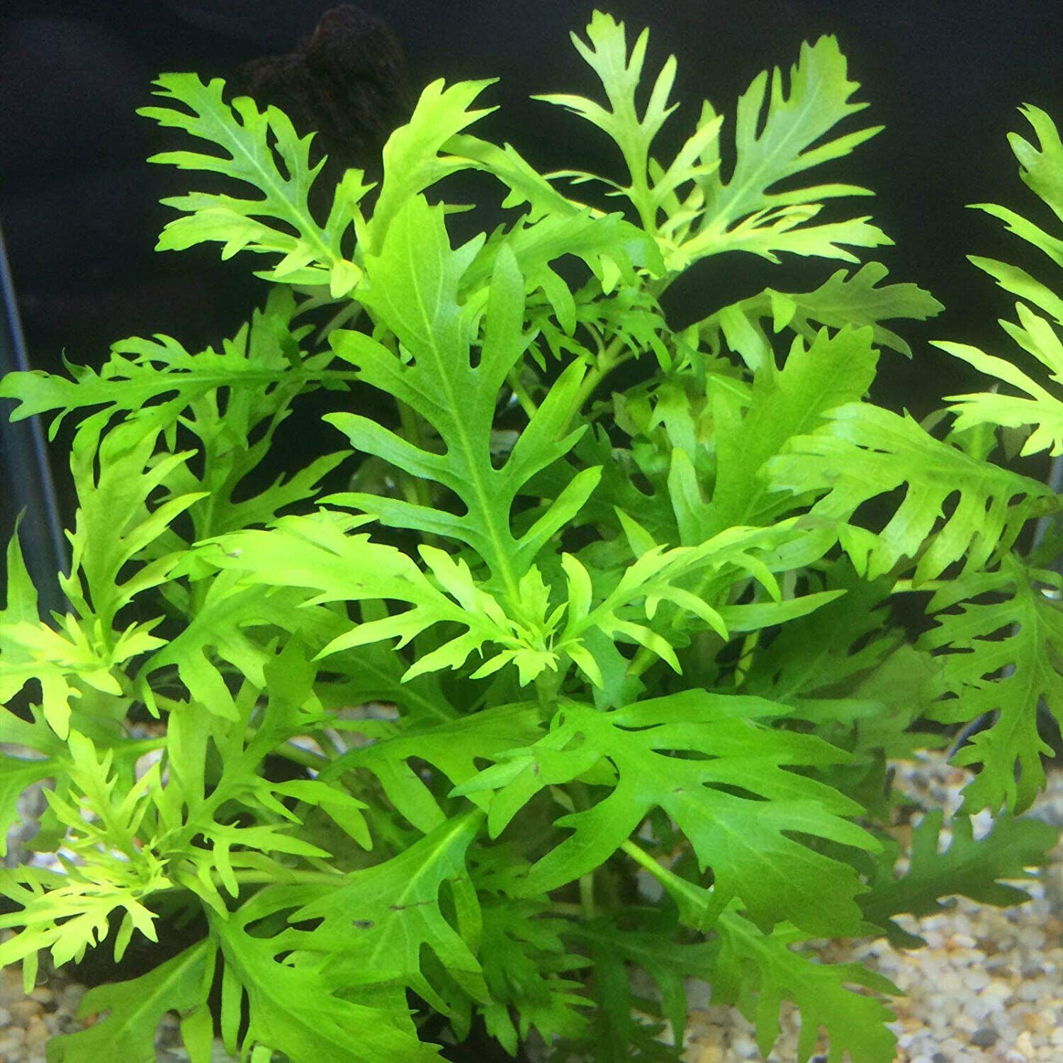 Water Wisteria Hygrophila Difformis