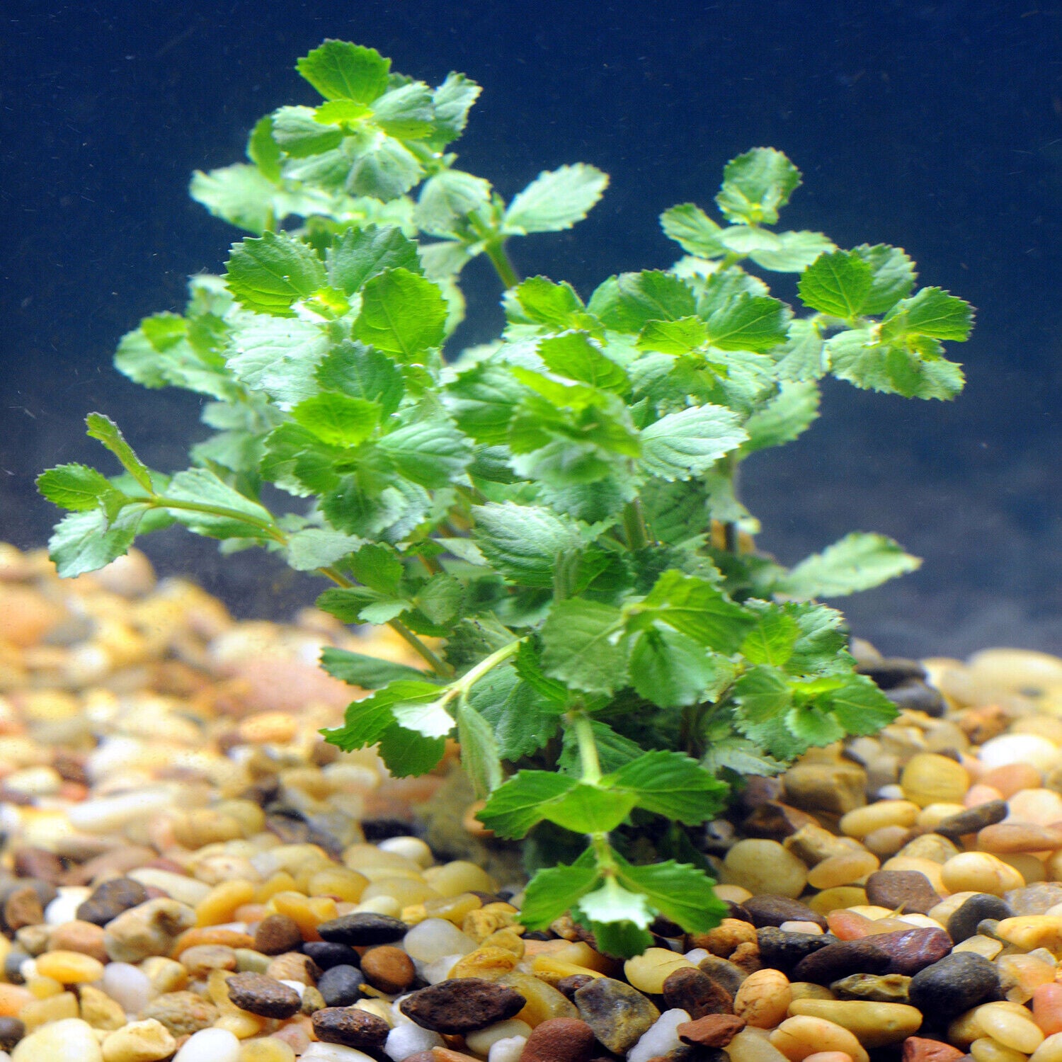 Water Wisteria Hygrophila Difformis