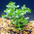 Water Wisteria Hygrophila Difformis