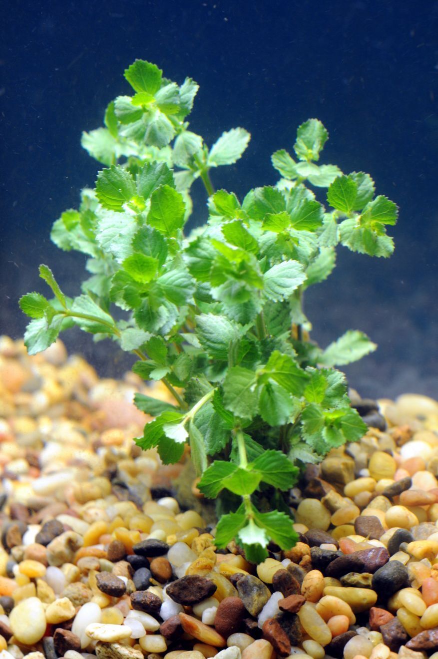 Water Wisteria Hygrophila Difformis