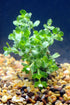 Water Wisteria Hygrophila Difformis