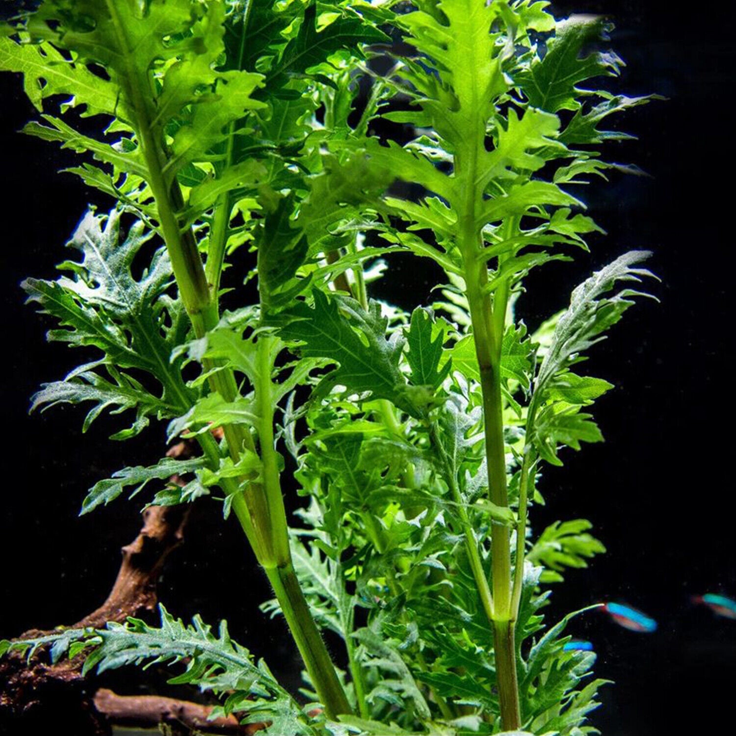 Water Wisteria Hygrophila Difformis