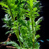 Water Wisteria Hygrophila Difformis