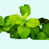 Water Wisteria Hygrophila Difformis