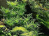 Water Wisteria Hygrophila Difformis