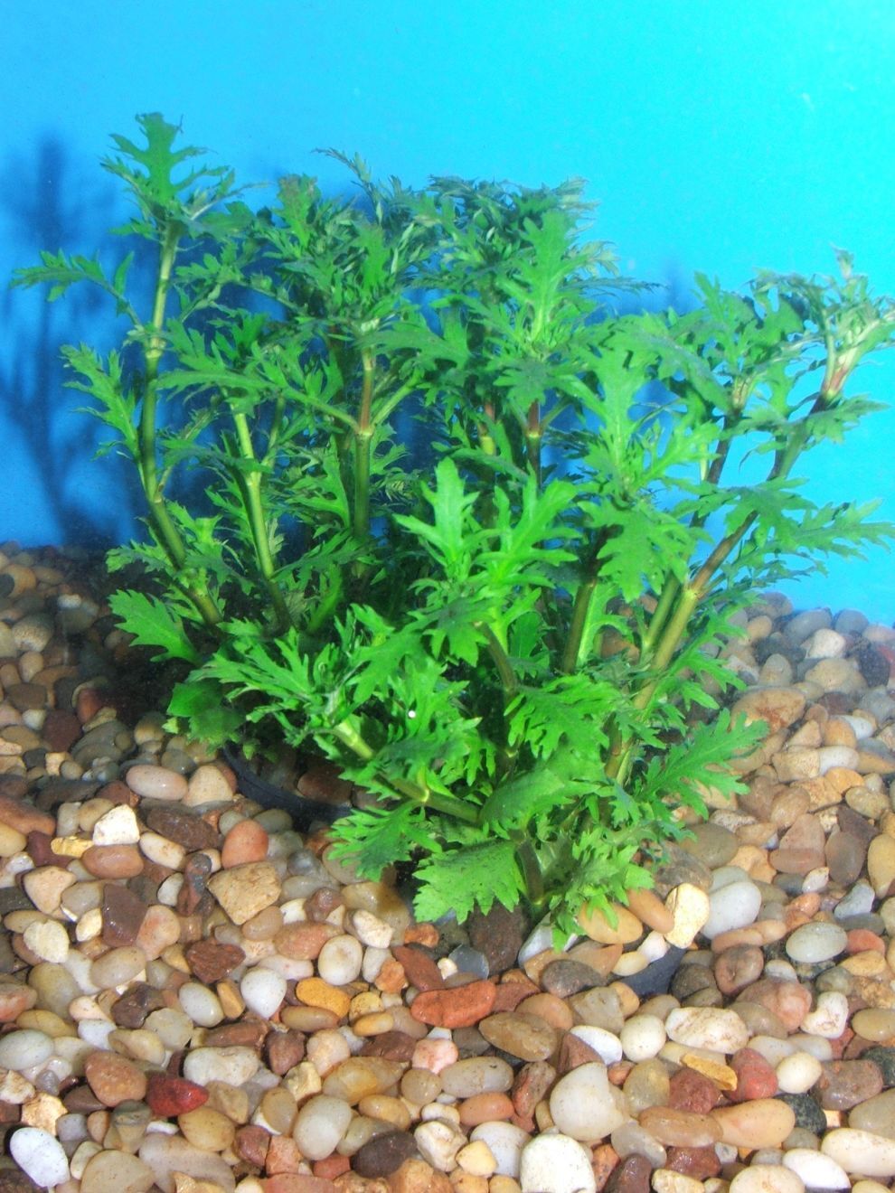 Water Wisteria Hygrophila Difformis