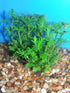 Water Wisteria Hygrophila Difformis