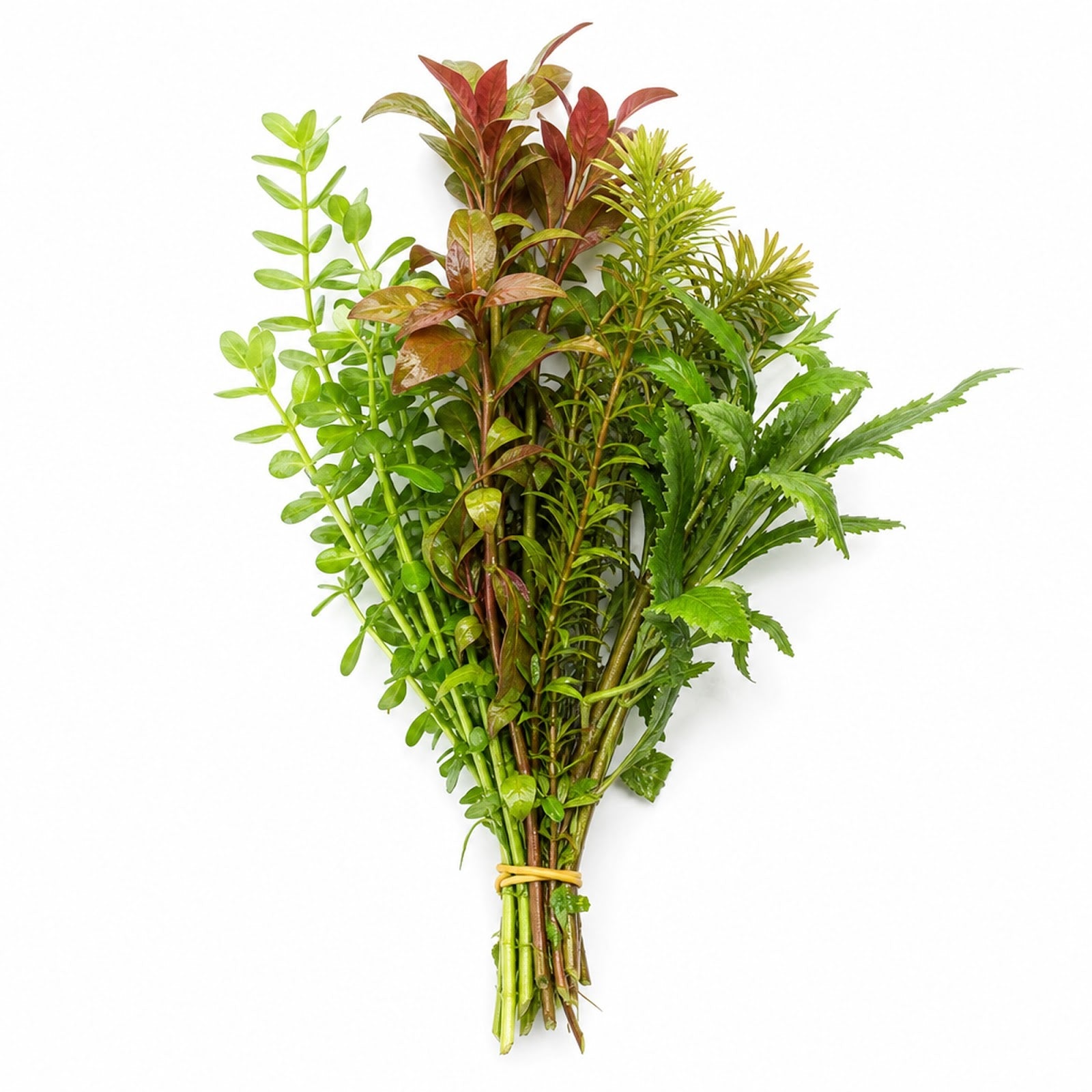 Easy Live Aquarium Plant Bunch – Beginner-Friendly Freshwater Plants