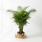Bella Palm (Chamaedorea elegans)