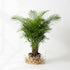 Bella Palm (Chamaedorea elegans)