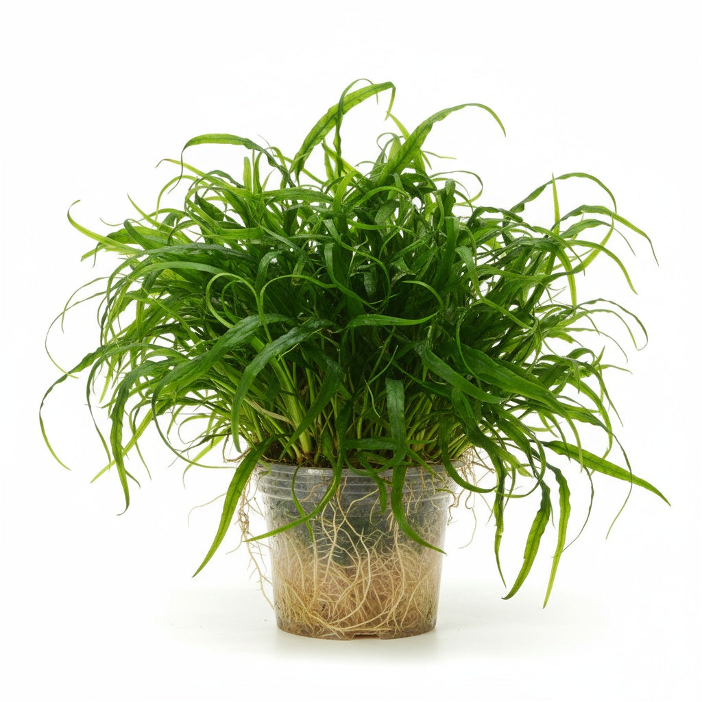 Jungle Valisnaria Asiatica Contortion Bunch aquascaping plant