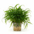Jungle Valisnaria Asiatica Contortion Bunch freshwater aquatic plant