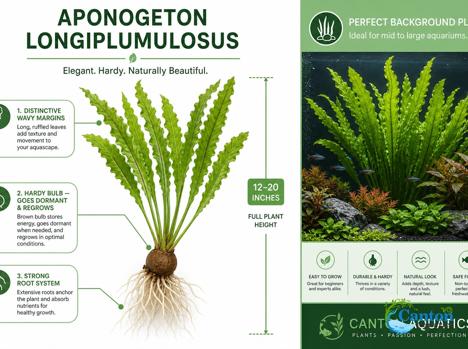 Aponogeton Longiplumulosus - Image 8 of 10