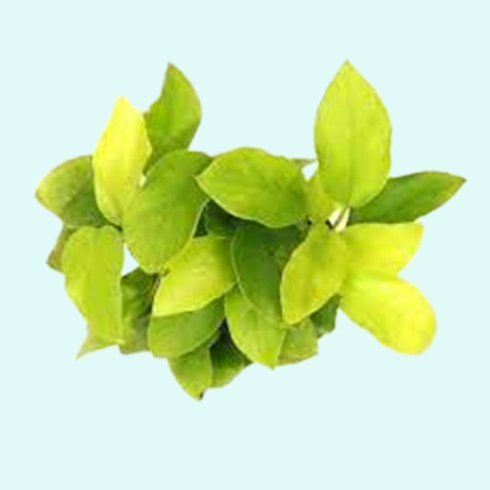 Anubias Barteri Nana (Golden) size and color reference