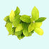 Anubias Barteri Nana (Golden) size and color reference