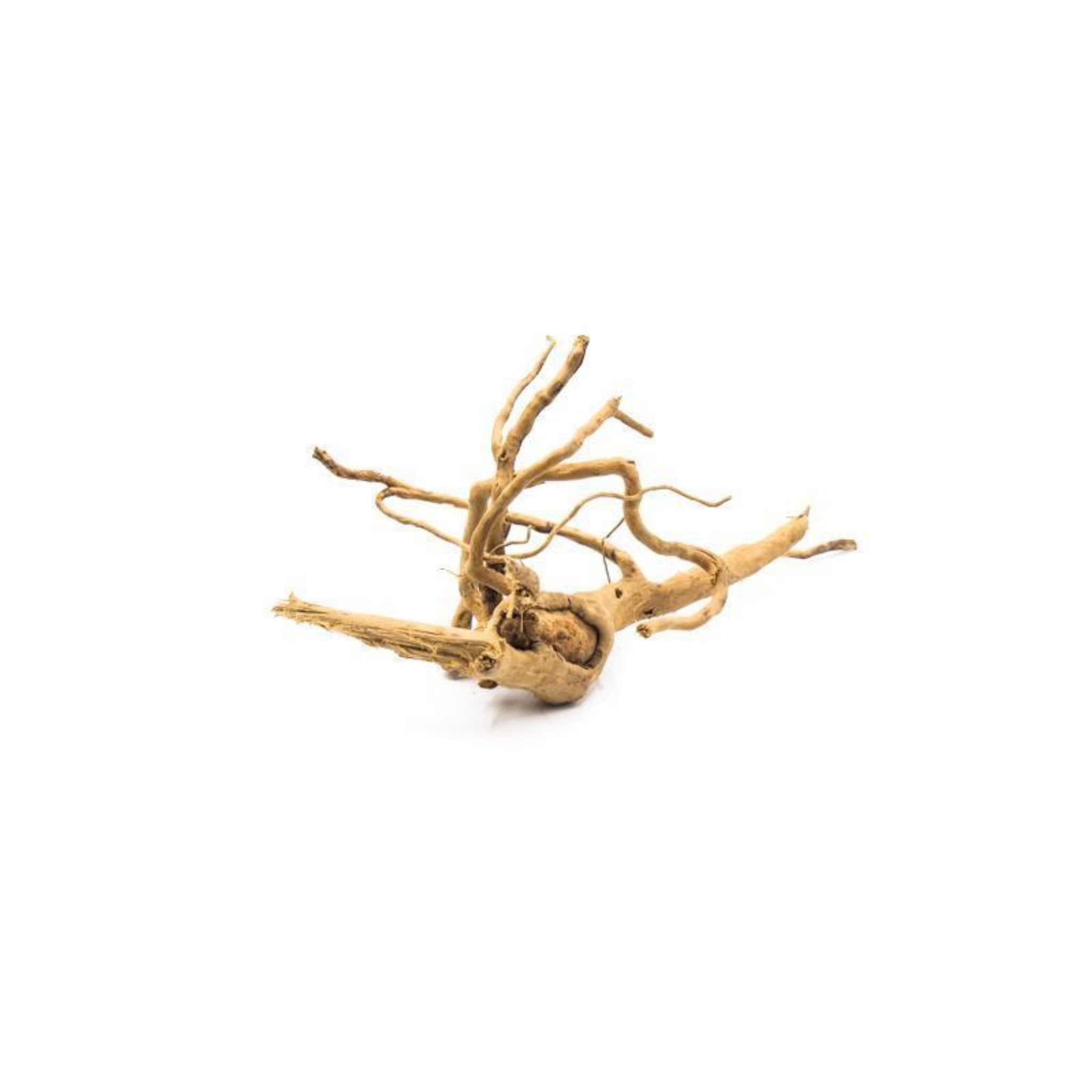 Aquarium Hardscape DriftWood: SpiderWood in freshwater aquarium