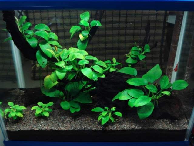 Anubias Barteri 