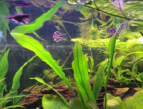 Ruffled Amazon Sword Echinodorus Martii product photo