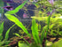 Ruffled Amazon Sword Echinodorus Martii product photo