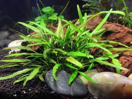 Cryptocoryne Crypt Lucens healthy growth example