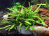 Cryptocoryne Crypt Lucens healthy growth example