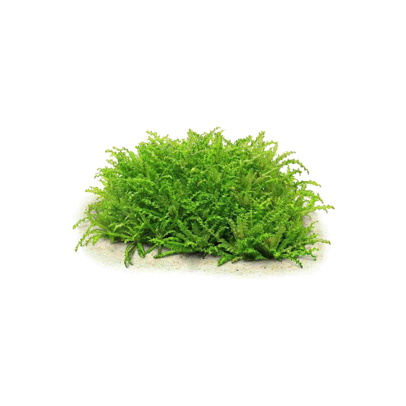 Pogostemon Helferi in freshwater aquarium