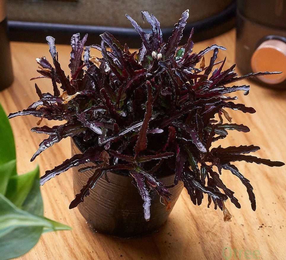 Dragon’s Tongue “Flame” (Hemigraphis repanda) – Live Terrarium & Paludarium Plant