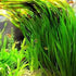 6 Jungle Vallisneria American Val Plants
