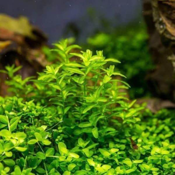 Beginner-Friendly Low Light Plant Bundle (6 Easy-Grow Varieties)